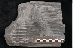Foto (Detailansicht) von Sigillaria sp.  (NHMW-GEO-2024-0188-11176)